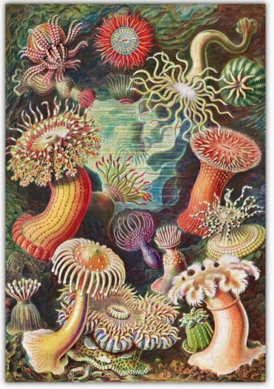 Haeckels Ocean Plants Puzzle