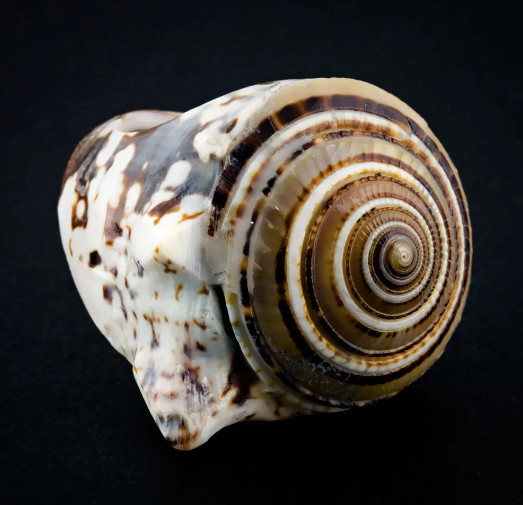 Conch Shell Ring - Sand Spiral