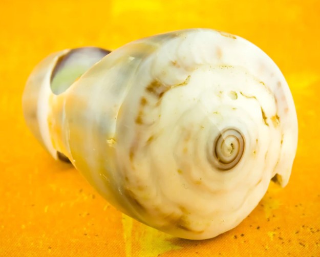 Conus Seashell Ring