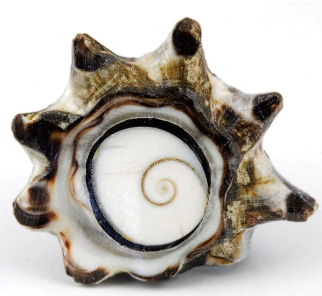 Conch Shell Ring - Shiva Eye