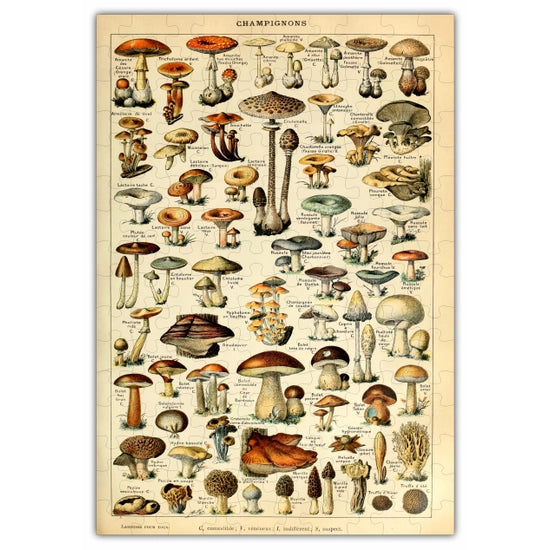 Mushroom Species Chart Puzzle - 160PCS  Wood